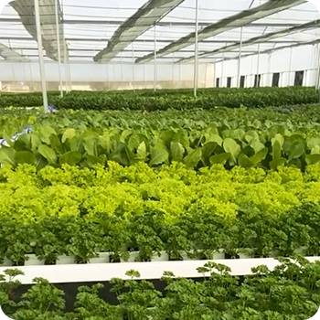 Hydroponics Commercial Farming Delhi