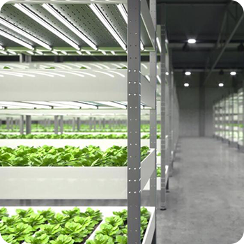 Hydroponics Commercial Farming Gurugram