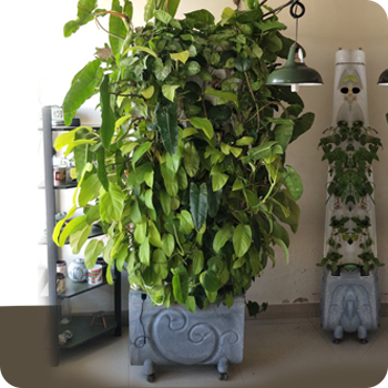 vertical indoor gardening system in Delhi