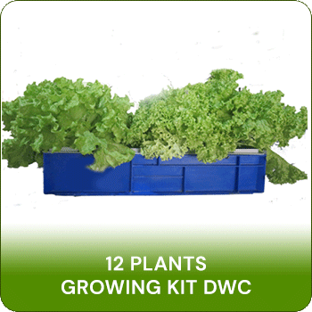 12 Plants hydroponic home garden kits Delhi