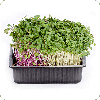 Microgreens growing kits in Delhi