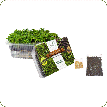 Microgreens growing kits in Gurugram